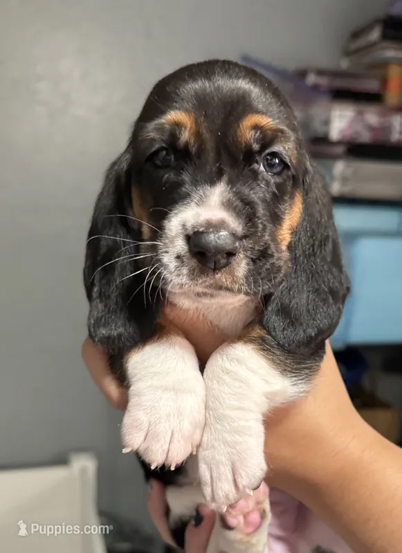 Female pink – Basset Hound puppy for sale in Palmdale, CA