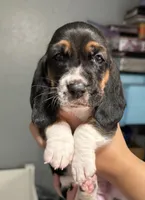 Female pink, a female Basset Hound for sale in Palmdale, CA – 1 of 1