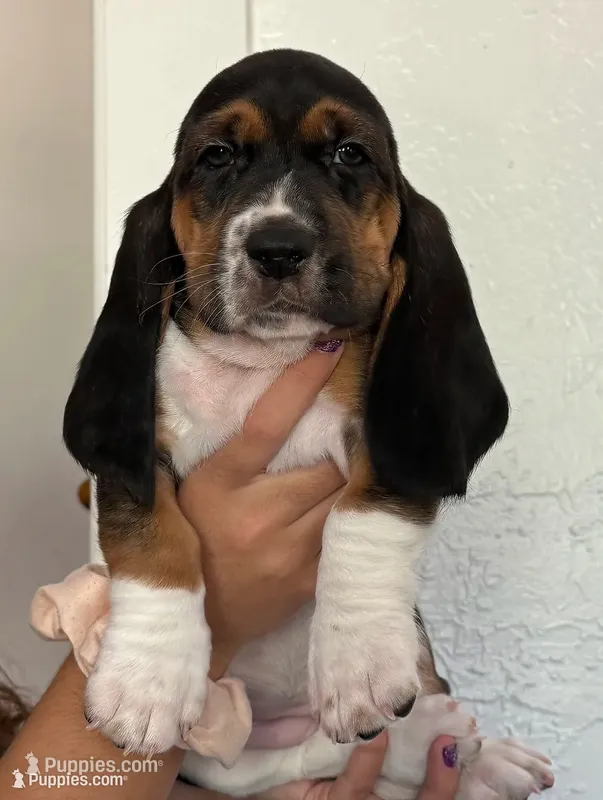 Female pink – Basset Hound puppy for sale in Palmdale, CA