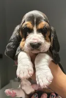 Male yellow, a male Basset Hound for sale in Palmdale, CA – 1 of 1