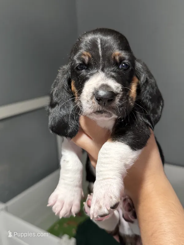 Male green  – Basset Hound puppy for sale in Palmdale, CA