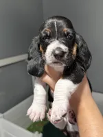 Male green , a male Basset Hound for sale in Palmdale, CA – 1 of 1