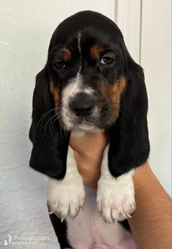 Male green  – Basset Hound puppy for sale in Palmdale, CA