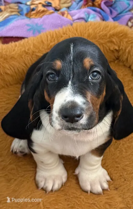 Male green  – Basset Hound puppy for sale in Palmdale, CA