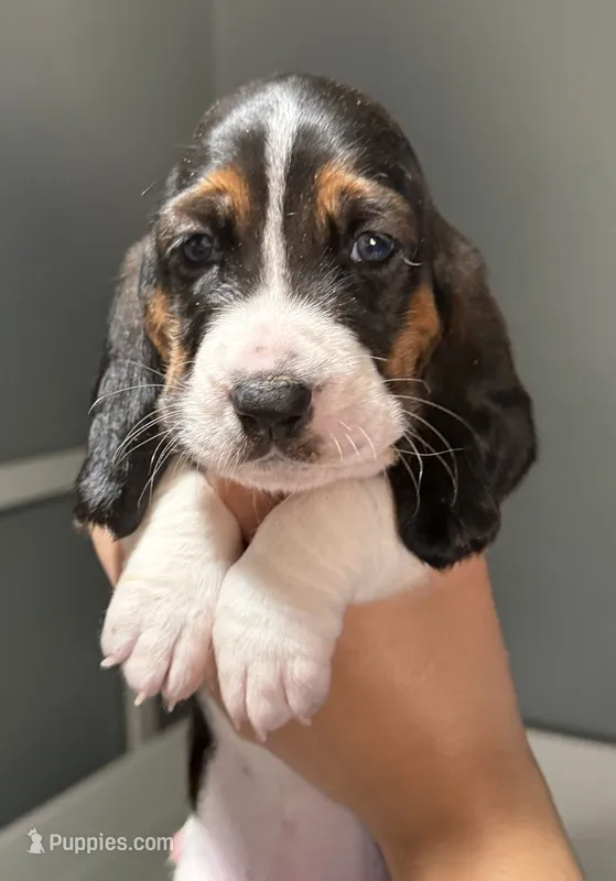 Female orange  – Basset Hound puppy for sale in Palmdale, CA