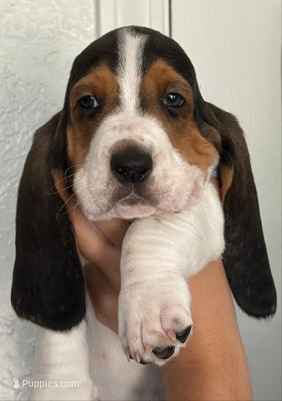 Male blue – Basset Hound puppy for sale in Palmdale, CA