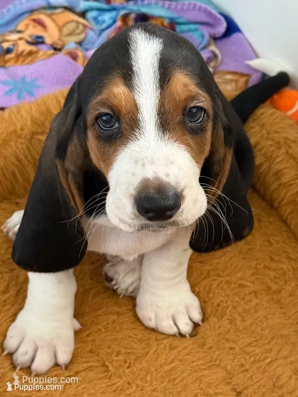 Male blue – Basset Hound puppy for sale in Palmdale, CA