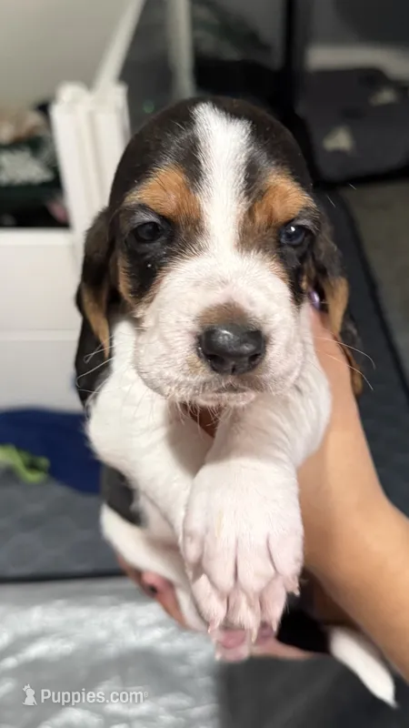 Male blue – Basset Hound puppy for sale in Palmdale, CA