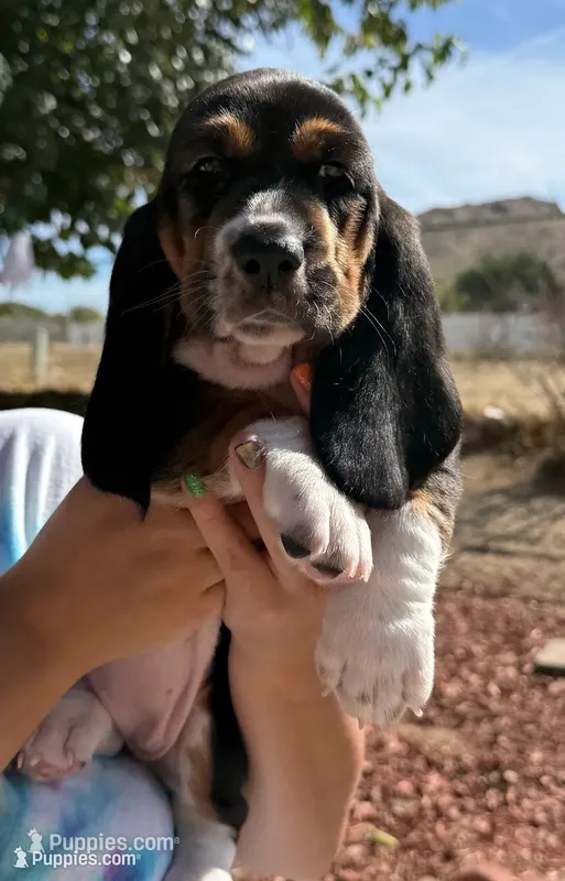 Female pink – Basset Hound puppy for sale in Palmdale, CA