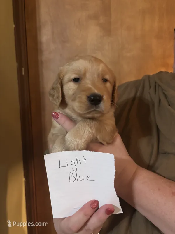 Light Blue – Golden Retriever puppy for sale in Groton, CT