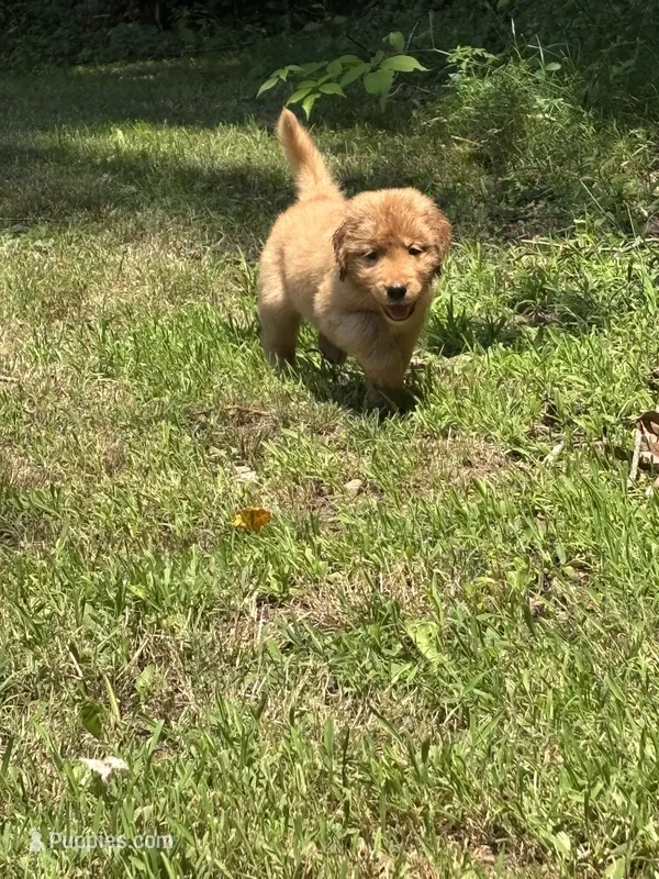Dark Pink – Golden Retriever puppy for sale in Groton, CT