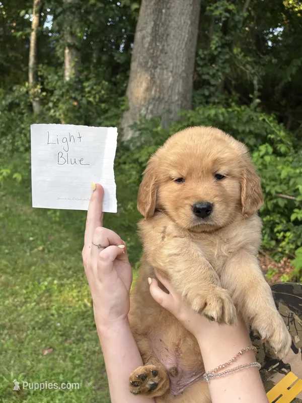 Light Blue – Golden Retriever puppy for sale in Groton, CT