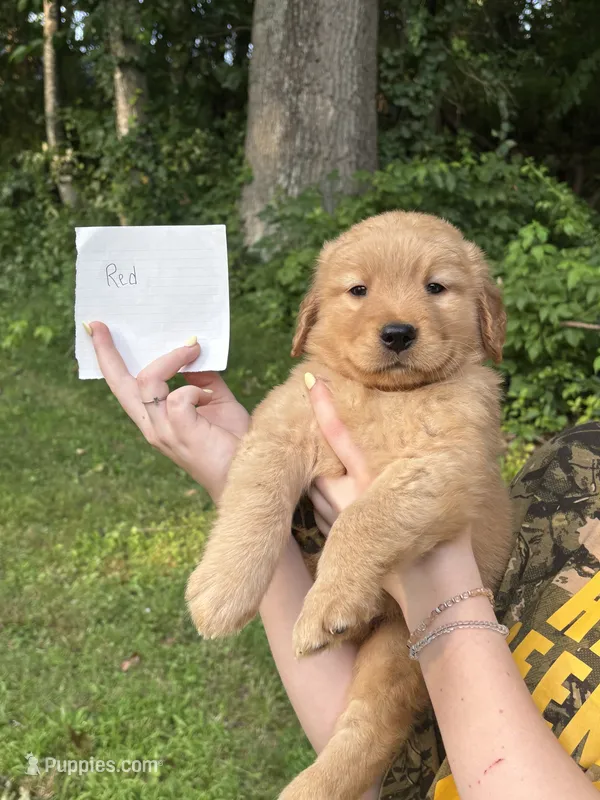 Red – Golden Retriever puppy for sale in Groton, CT