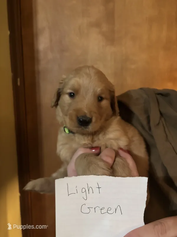 Light Green – Golden Retriever puppy for sale in Groton, CT