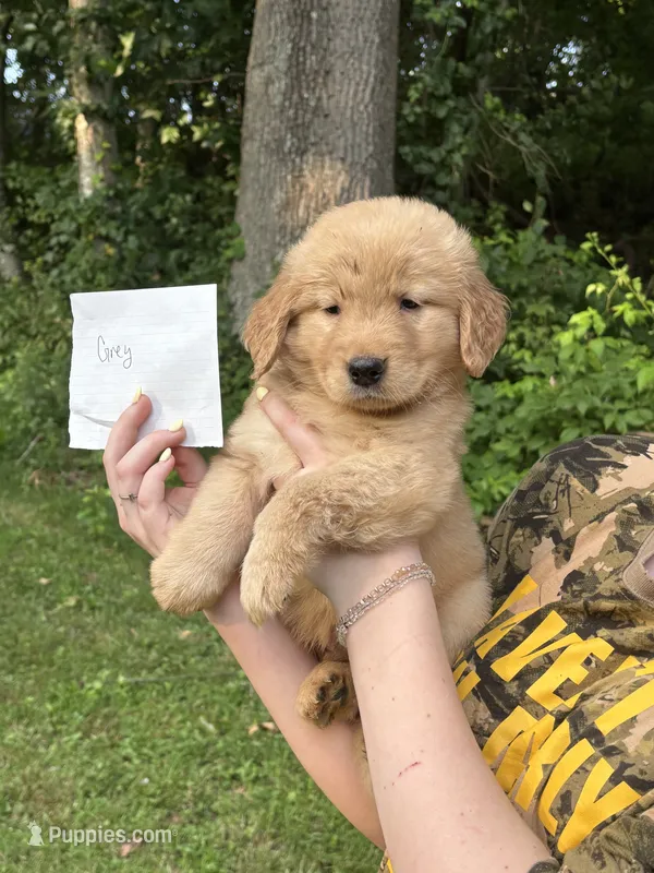 Grey – Golden Retriever puppy for sale in Groton, CT