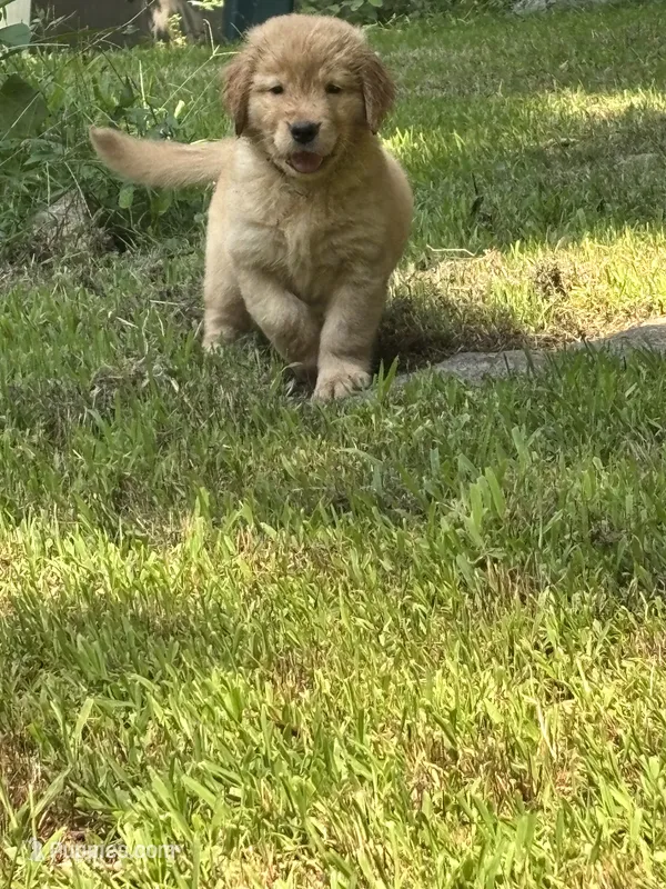 Grey – Golden Retriever puppy for sale in Groton, CT