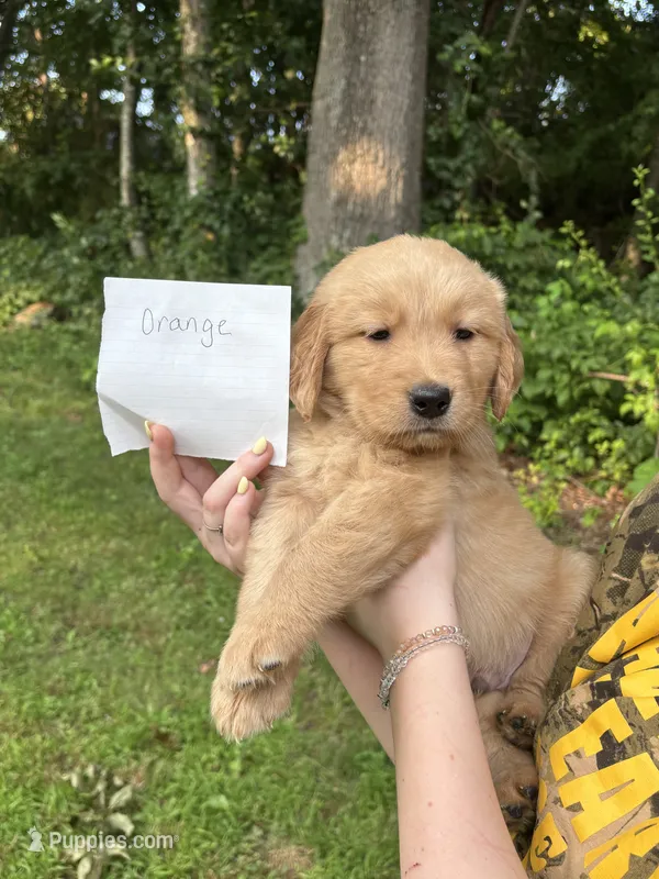 Orange – Golden Retriever puppy for sale in Groton, CT