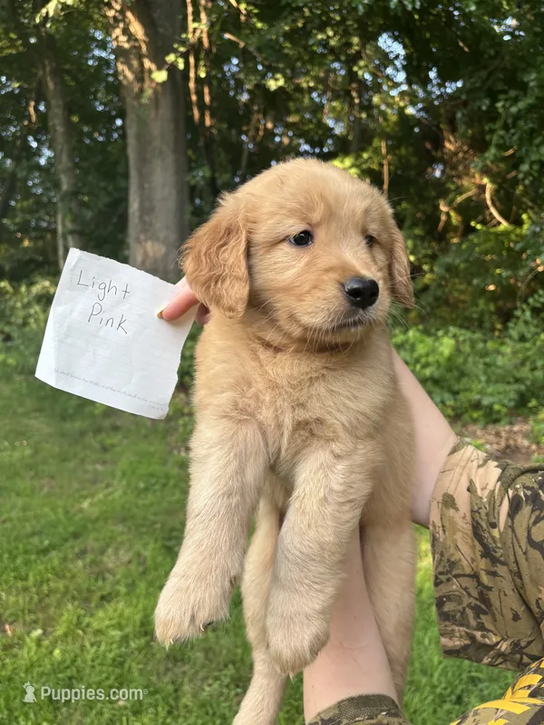 Light Pink – Golden Retriever puppy for sale in Groton, CT