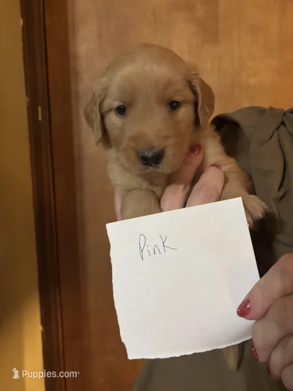 Red – Golden Retriever puppy for sale in Groton, CT