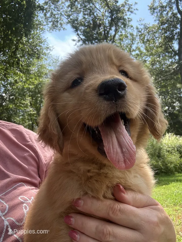 Dark Pink – Golden Retriever puppy on hold in Groton, CT