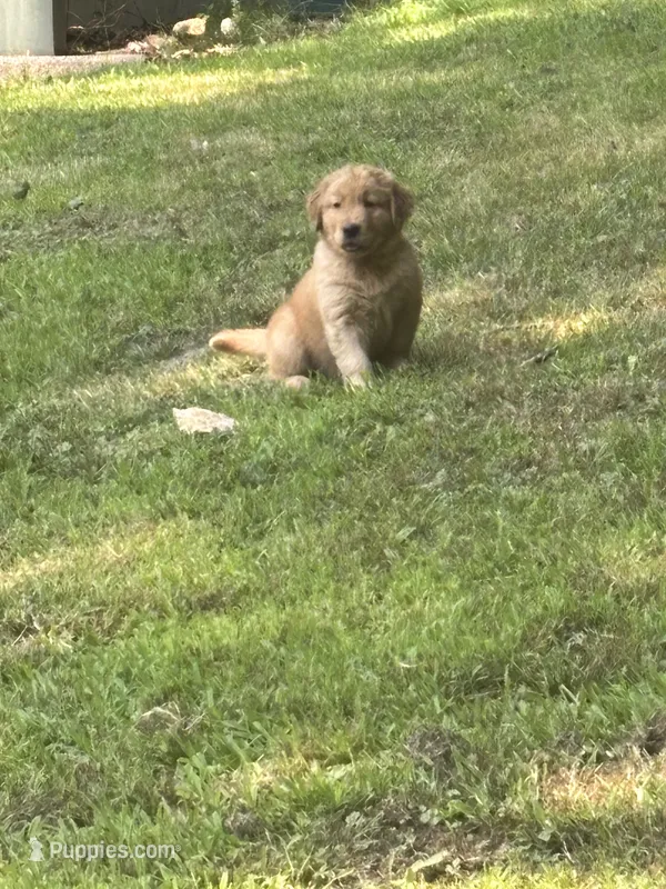 Dark Blue – Golden Retriever puppy for sale in Groton, CT