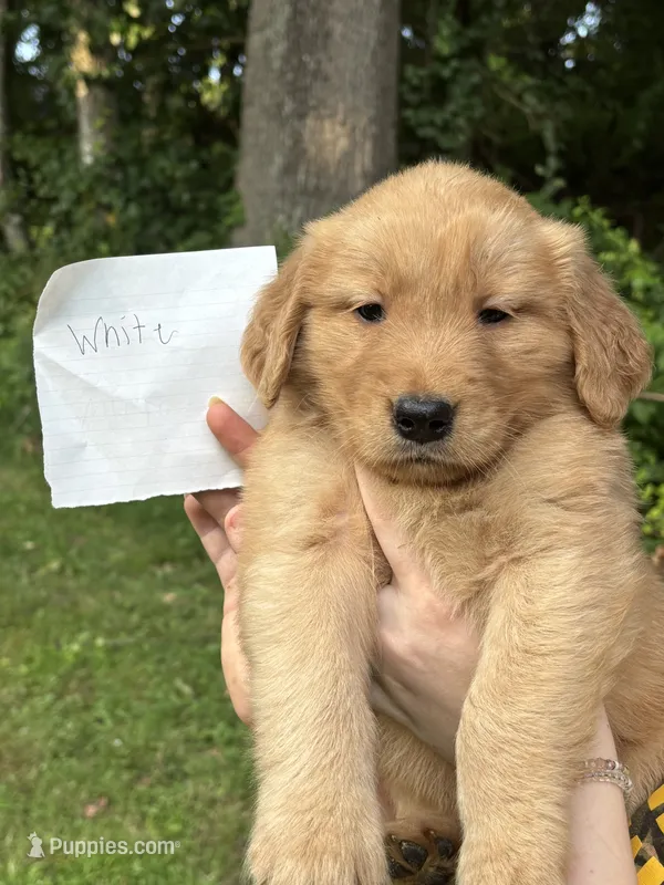 White – Golden Retriever puppy for sale in Groton, CT