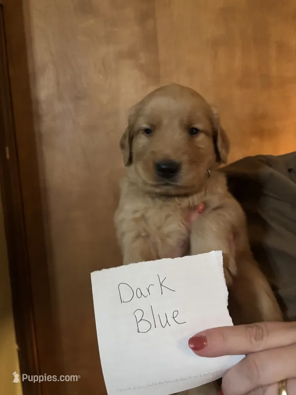 Light Pink – Golden Retriever puppy for sale in Groton, CT