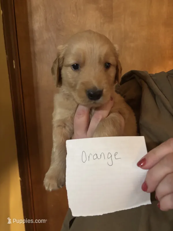 Orange – Golden Retriever puppy for sale in Groton, CT