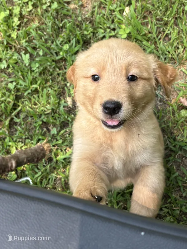 Orange – Golden Retriever puppy for sale in Groton, CT