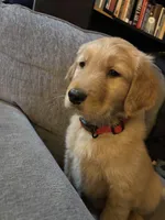 Red, a male Golden Retriever for sale in Groton, CT – Photo 1 of 2