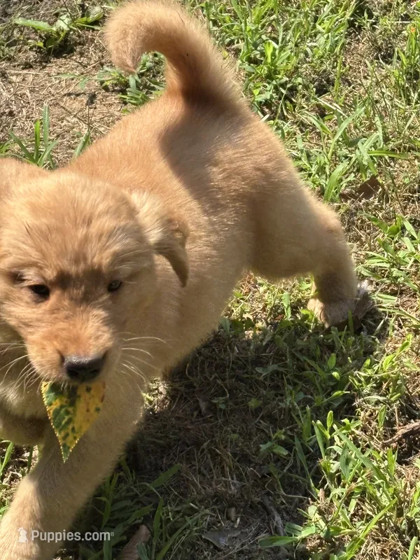 White – Golden Retriever puppy for sale in Groton, CT