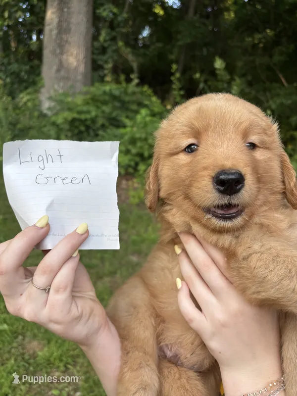 Light Green – Golden Retriever puppy for sale in Groton, CT