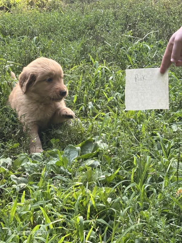Dark Pink – Golden Retriever puppy for sale in Groton, CT