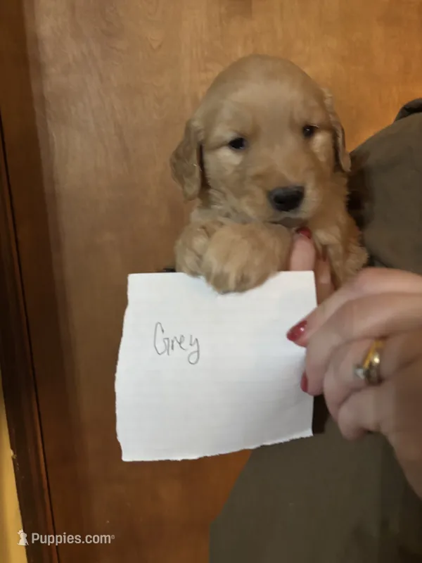 Dark Green – Golden Retriever puppy for sale in Groton, CT
