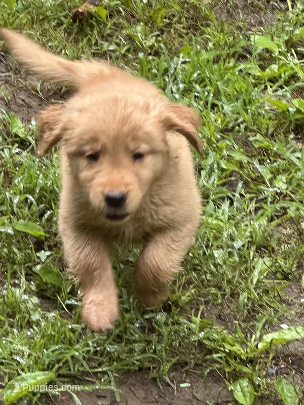 Dark Pink – Golden Retriever puppy for sale in Groton, CT
