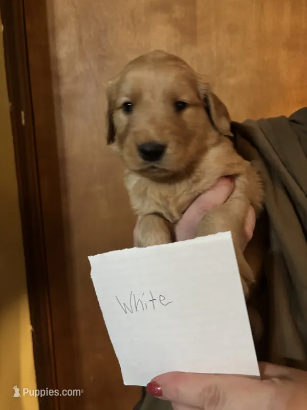 White – Golden Retriever puppy for sale in Groton, CT