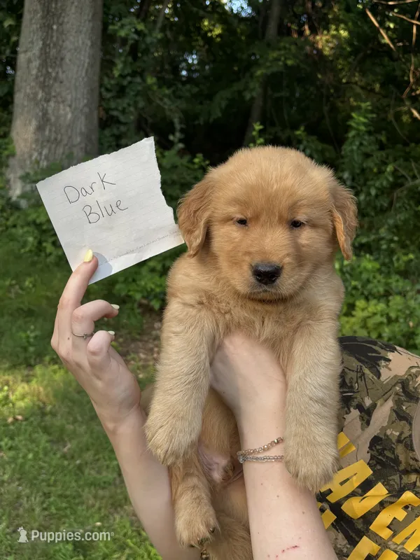 Dark Blue – Golden Retriever puppy for sale in Groton, CT