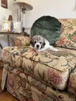 Jasmine, a female Great Pyrenees for sale in Richmond, VA – Photo 6 of 7