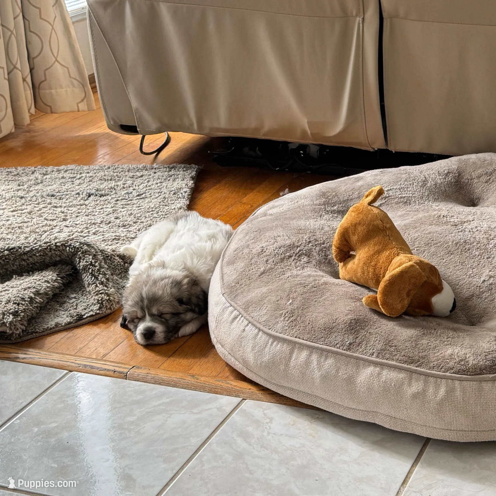 Jasmine, a female Great Pyrenees for sale in Richmond, VA – Photo 4 of 9