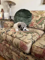 Jasmine, a female Great Pyrenees for sale in Richmond, VA – Photo 5 of 7