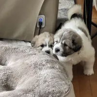 Jasmine, a female Great Pyrenees for sale in Richmond, VA – Photo 3 of 9