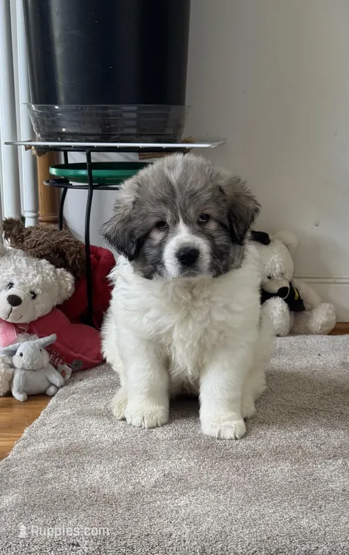 Jasmine – Great Pyrenees puppy for sale in Richmond, VA