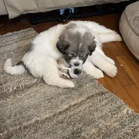 Jasmine, a female Great Pyrenees for sale in Richmond, VA – Photo 2 of 9