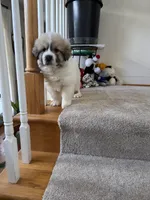 Chanel, a female Great Pyrenees for sale in Richmond, VA – Photo 5 of 10