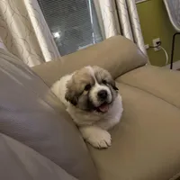 Chanel, a female Great Pyrenees for sale in Richmond, VA – Photo 4 of 10