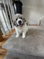 Chanel, a female Great Pyrenees for sale in Richmond, VA – Photo 2 of 10