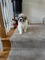 Chanel, a female Great Pyrenees for sale in Richmond, VA – Photo 6 of 10