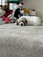 Chanel, a female Great Pyrenees for sale in Richmond, VA – Photo 1 of 4