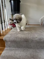 Chanel, a female Great Pyrenees for sale in Richmond, VA – Photo 3 of 10