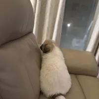 Chanel, a female Great Pyrenees for sale in Richmond, VA – Photo 7 of 10